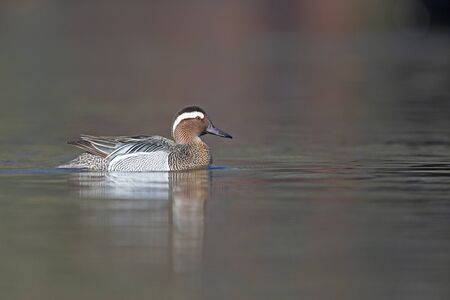 An adult male garganey duck swimming and foraging in a pond in the city of Berlin Germany.の写真素材