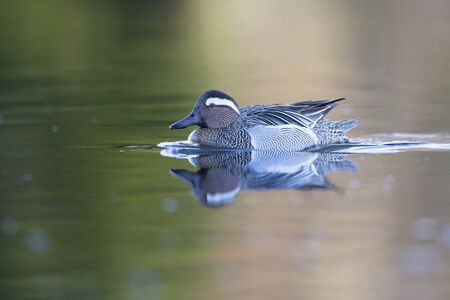 An adult male garganey duck swimming and foraging in a pond in the city of Berlin Germany.の写真素材
