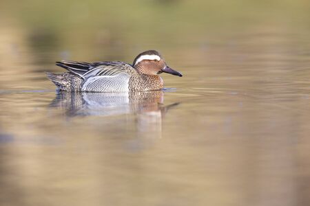 An adult male garganey duck swimming and foraging in a pond in the city of Berlin Germany.の写真素材