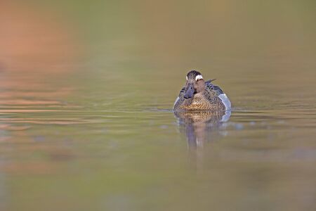 An adult male garganey duck swimming and foraging in a pond in the city of Berlin Germany.の写真素材