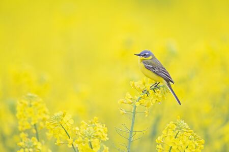 An adult yellow wagtail perched and singing on the blossom of a rapeseed field.の写真素材
