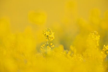 A field of blossoming rapeseed in the morning sun.の写真素材