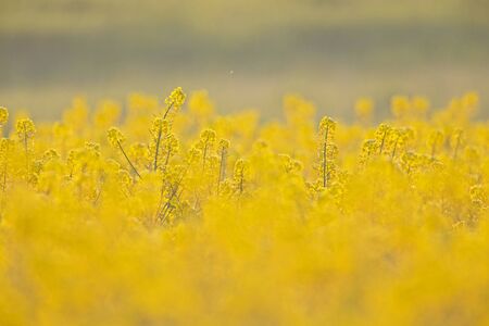 A field of blossoming rapeseed in the morning sun.