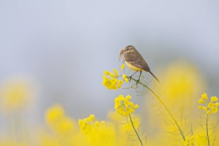 An adult yellow wagtail perched and singing on the blossom of a rapeseed field.の写真素材