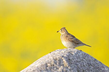 An adult skylark perched with an insect in its beak on a big rock in front of the yellow blossom of a rapeseed field.の写真素材