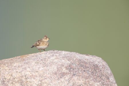 An adult skylark perched on a big rock in front of a green background.