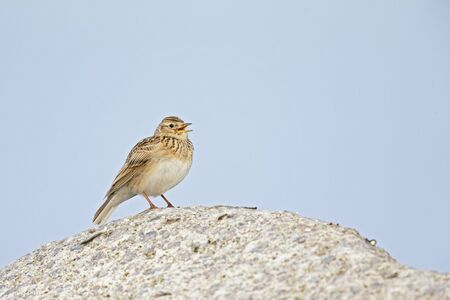 An adult skylark perched and singing on a big rock in front of a blue sky.の写真素材