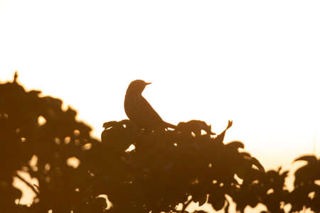 Meadow Pipit (Anthus pratensis) perched on a bush in the late evening with the sun setting in the back.の写真素材