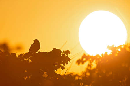 Meadow Pipit (Anthus pratensis) perched on a bush in the late evening with the sun setting in the back.の写真素材