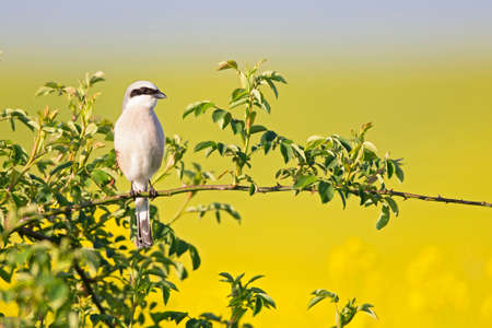 A male Red-backed shrike (Lanius collurio) perched on a branchの写真素材