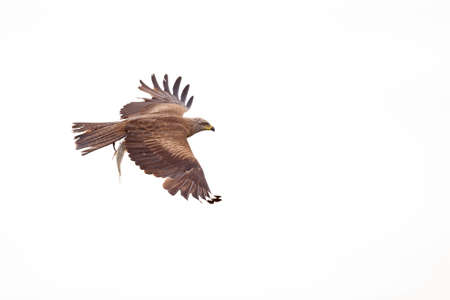 A black kite (Milvus migrans) flying in the morning light in Germany.の写真素材