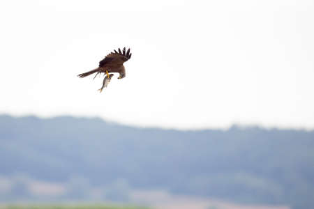 A black kite (Milvus migrans) flying with a just caught fish in Germany.