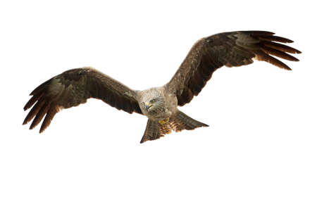 A black kite (Milvus migrans) flying in the morning light in Germany.の写真素材
