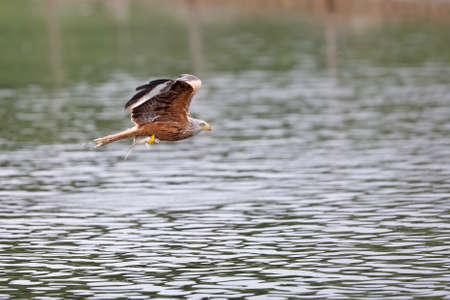 A red kite flying in the early morning light at a lake in Germany.の写真素材