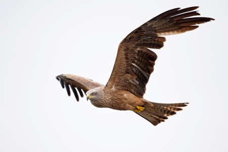 A black kite (Milvus migrans) flying in the morning light in Germany.