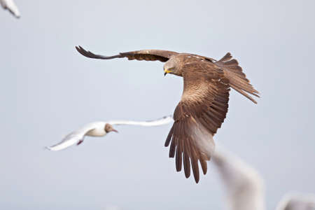 A black kite (Milvus migrans) flying in the morning light in Germany.