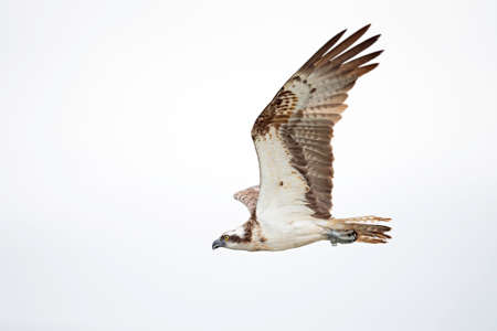Osprey (Pandion haliaetus) flying to catch fish at a lake in Germanyの写真素材