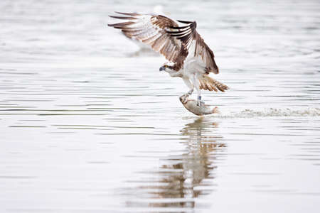 Osprey (Pandion haliaetus) flying to catch fish at a lake in Germany