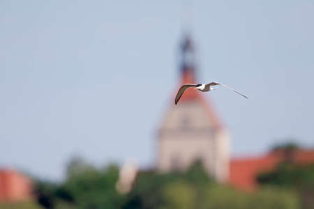 Common tern (Sterna hirundo) in flight full speed hunting for small fish.