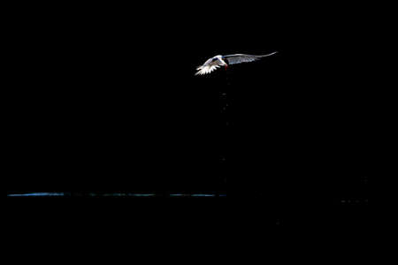 Common tern (Sterna hirundo) in flight full speed hunting for small fish infront of a dark...