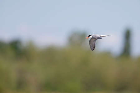 Common tern (Sterna hirundo) in flight full speed hunting for small fish.