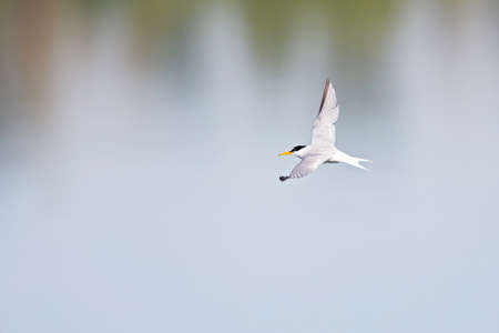 little tern (Sternula albifrons) in flight full speed hunting for small fish above a lake in Germany