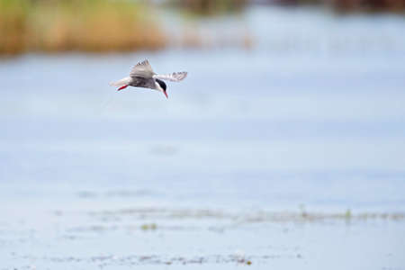 Whiskered tern (Chlidonias hybrida) in flight full speed hunting for small insects above a lake in Germanyの写真素材