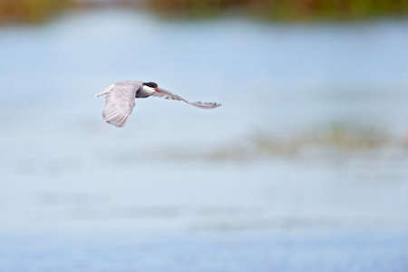 Whiskered tern (Chlidonias hybrida) in flight full speed hunting for small insects above a lake in...