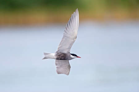 Whiskered tern (Chlidonias hybrida) in flight full speed hunting for small insects above a lake in...