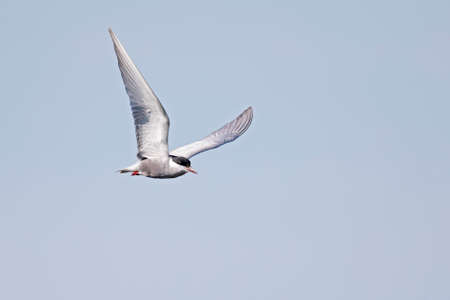 Whiskered tern (Chlidonias hybrida) in flight full speed hunting for small insects above a lake in...