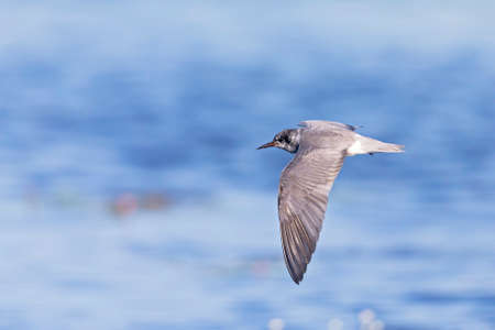 black tern (Chlidonias niger) foraging in the sky above a lake in Germany.