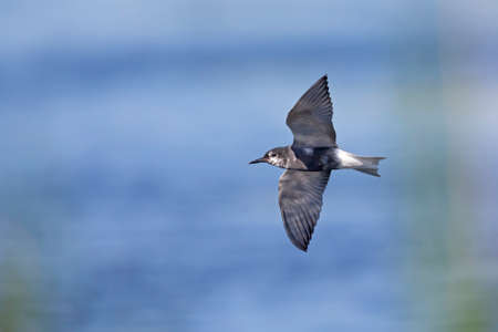 black tern (Chlidonias niger) foraging in the sky above a lake in Germany.の写真素材