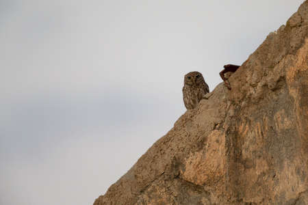 A little owl (Athene noctua) perched in the morning on the roof of an old building in Greece.の写真素材