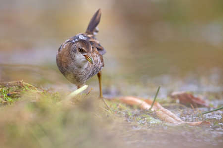 Close up of a juvenile little crake (Zapornia parva) foraging at a swamp in the Netherlands.
