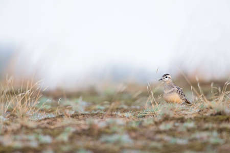 A juvenile Eurasian dotterel (Charadrius morinellus) perched in the heather of the Netherlands.
