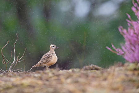 A juvenile Eurasian dotterel (Charadrius morinellus) perched in the rain in the heather of the Netherlands.の写真素材