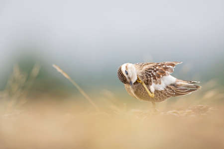 A juvenile Eurasian dotterel (Charadrius morinellus) stretching and preening in the heather of the Netherlands.の写真素材