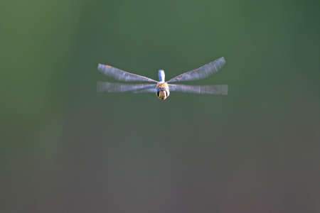 A migrant hawker (Aeshna mixta) in flight in front of a natural background.