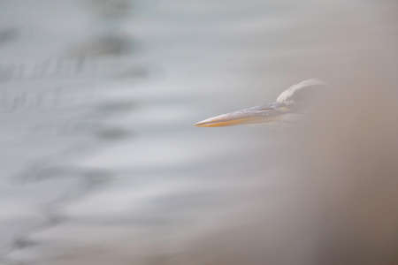 Portrait of a gray heron (Ardea cinerea) in the harbor.