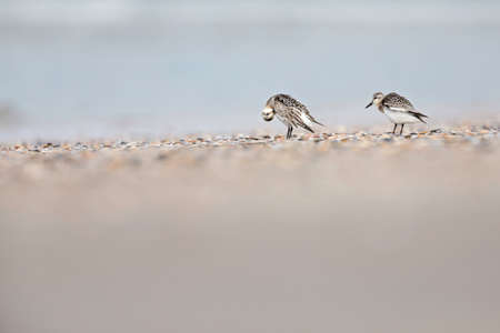 A sanderling (Calidris alba) in winter plumage resting on a Dutch beach during the fall migrationの写真素材