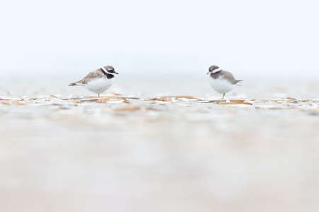 An adult ringed plover (Charadrius hiaticula) resting on the Dutch beach during the fall migration