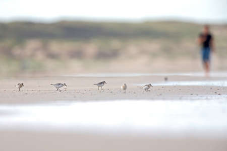 A group of ringed plovers (Charadrius hiaticula) resting on a Dutch beach during the fall migration