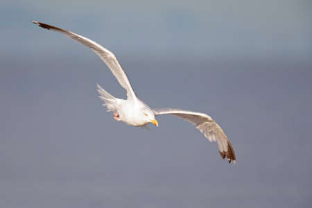 A large European herring gull (Larus argentatus) flying through the sky.
