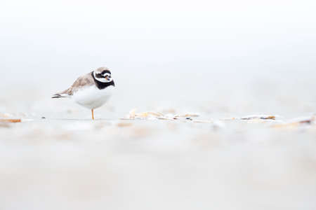 An adult ringed plover (Charadrius hiaticula) resting on the Dutch beach during the fall migrationの写真素材