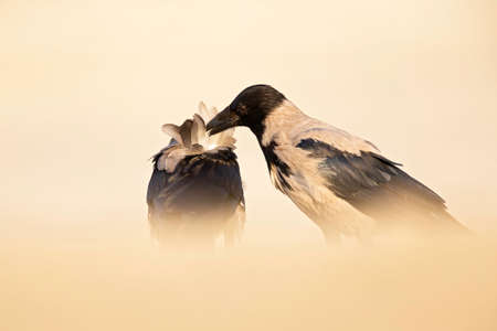 An adult hooded crow (corvus cornix) taking care of its young in the sun on the beach.の写真素材
