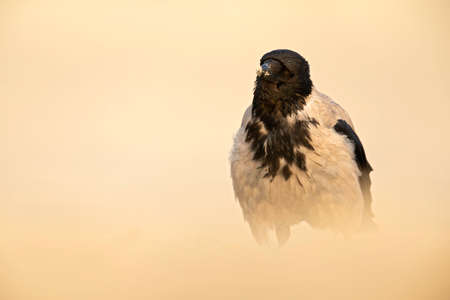 A curious hooded crow (corvus cornix) walking on the beach in search of food.