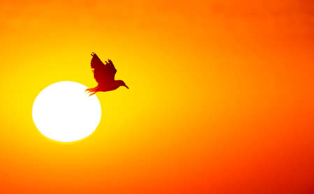 A large sea gull flying in front of a sunrise in the summer.の写真素材