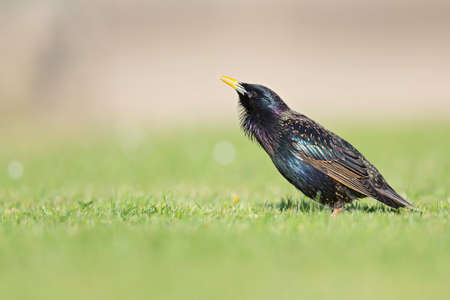 A common starling (Sturnus vulgaris) foraging in the grass in a garden in the city Berlin.