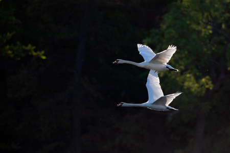 Two mute swans (Cygnus olor) in flightの写真素材