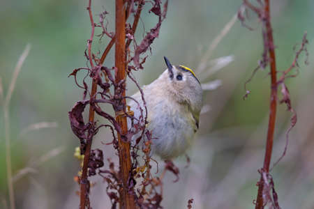 A migrating goldcrest foraging for small insects.